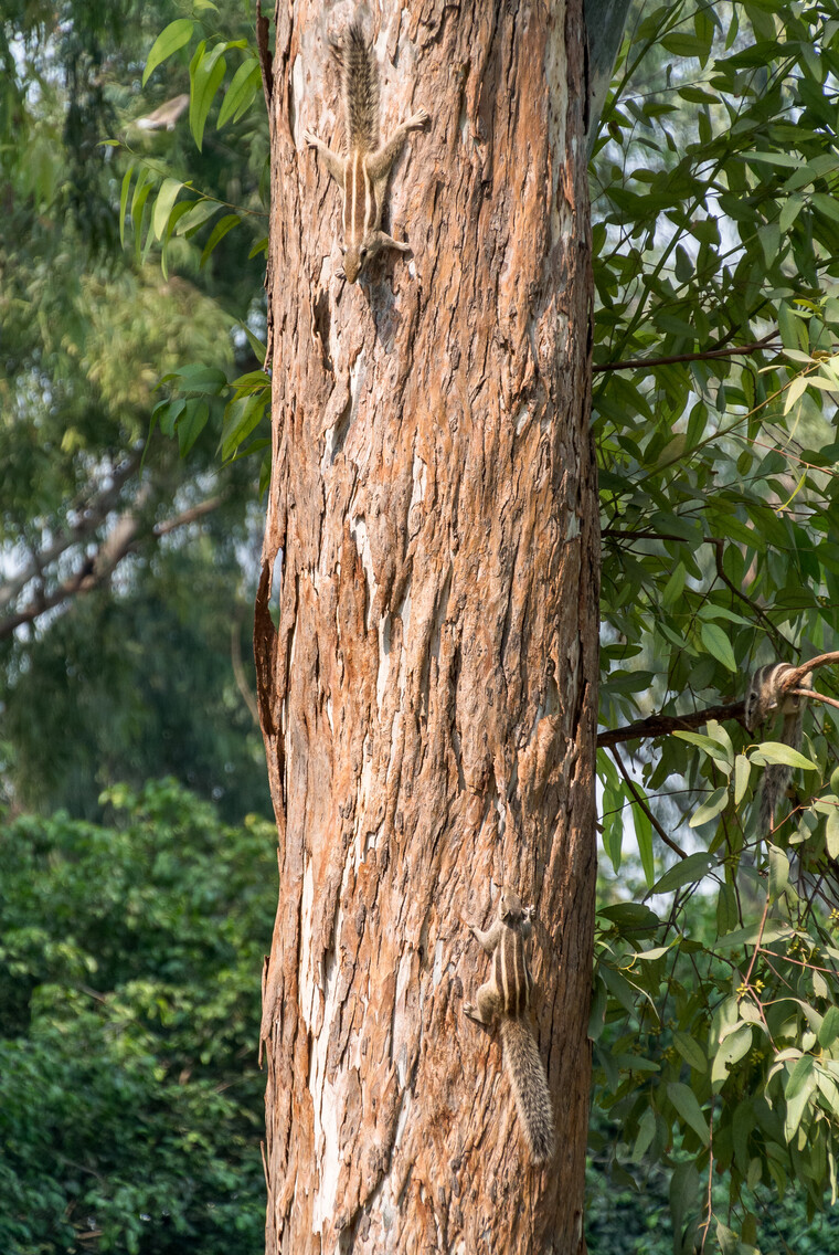 India 2014 - New Delhi 026.jpg